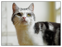 Obrázok so zobrazením rámčeka detekcie očí na zvierati